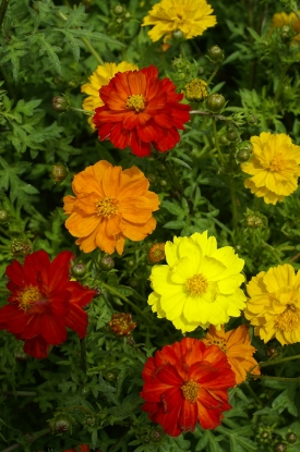 Picture of Cosmos - Carpet Formula Mix
